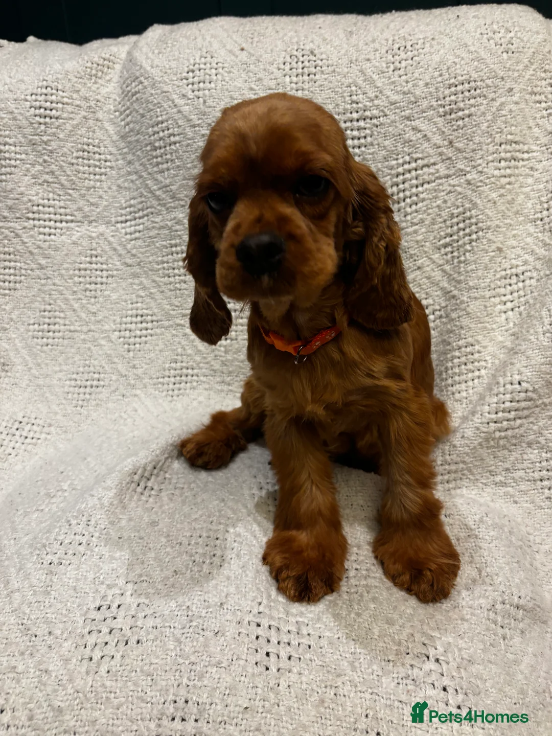 Mixed Breed dogs for sale: America x English Cocker Spaniel Puppies for sale  in Ammanford - Advert 3