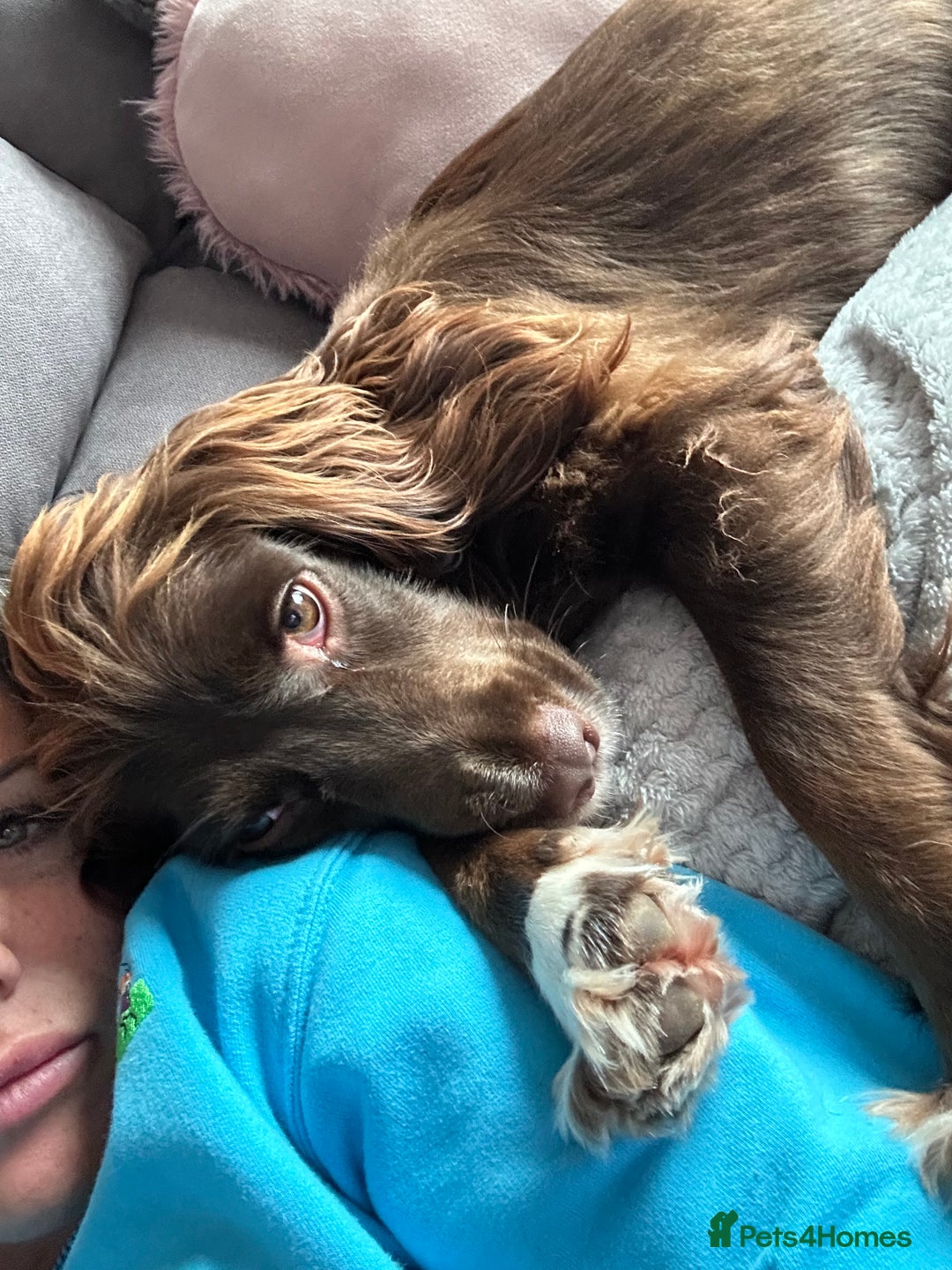 Cocker Spaniel dogs for sale: Cocker Spaniel 2year old female  - Advert 4