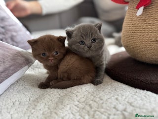British Shorthair cats British shorthair kittens LAST CHOCOLATE - Advert 8