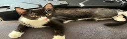 British Shorthair cats for sale: Three Adorable Kittens Looking for Forever Homes  in London - Advert 1