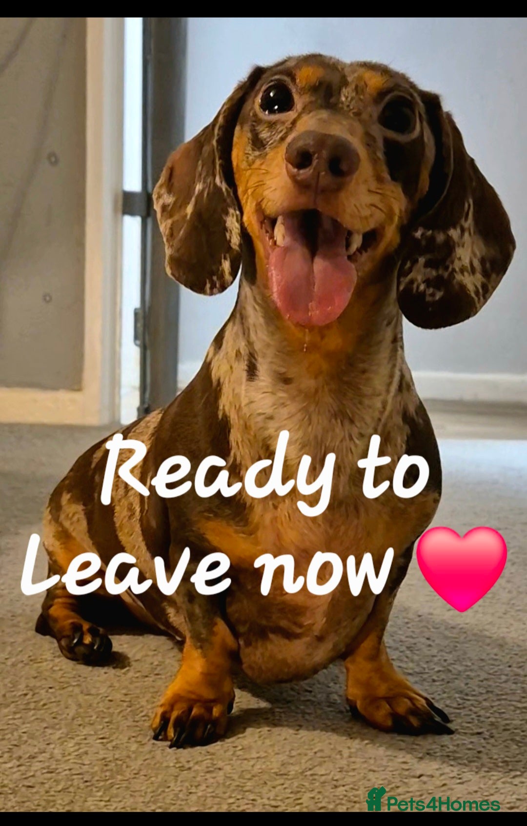 Miniature Dachshund dogs 🐾​Elite Silver Dapple KC (2.2% COI) READY NOW🐾 - Advert 17