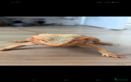 Bearded Dragon reptiles for sale: Bearded Dragon - Image 2