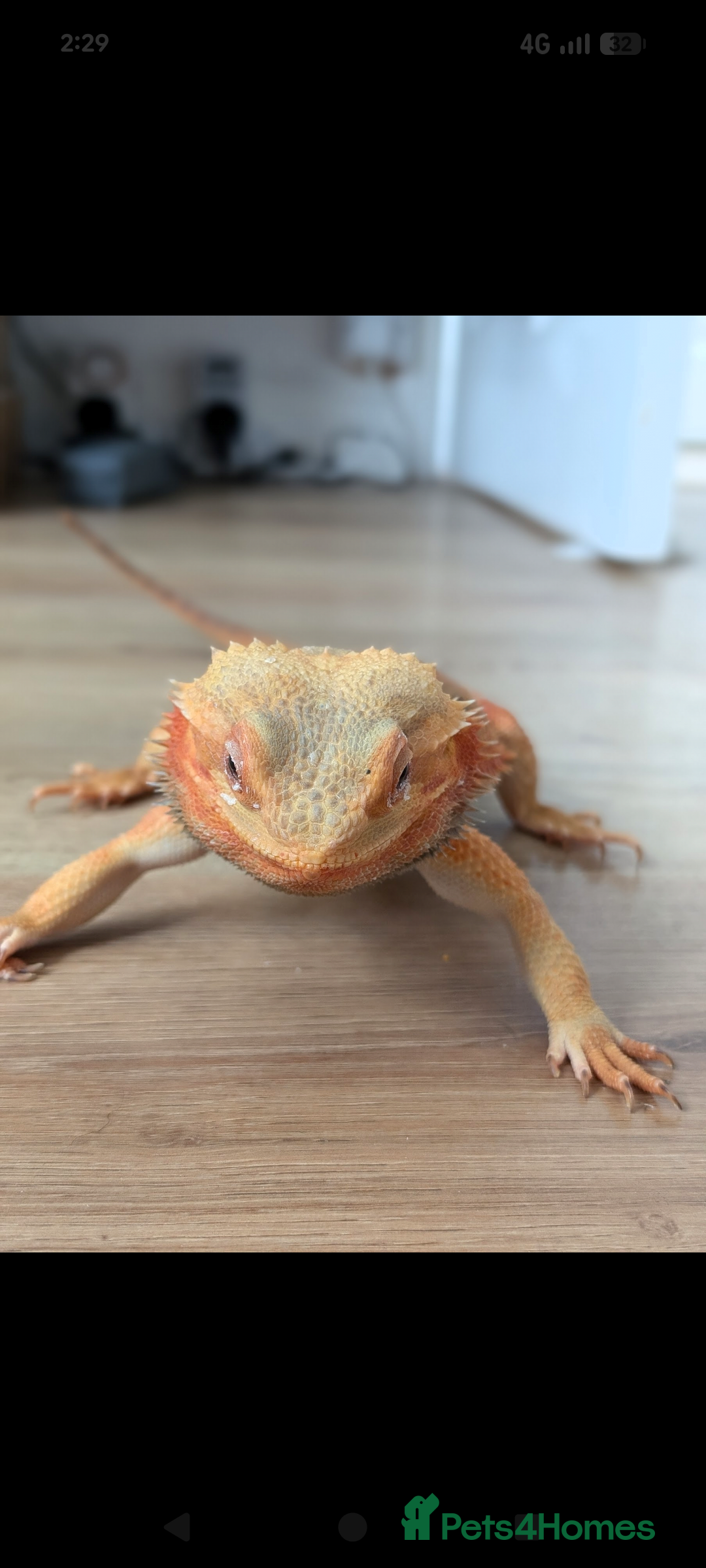 Bearded Dragon reptiles for sale: Bearded Dragon - Image 2