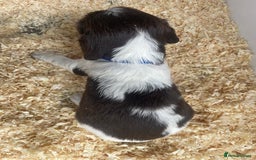 English Springer Spaniel dogs for sale: Working English springer spaniel puppies  - Image 20