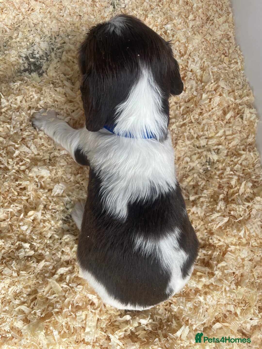 English Springer Spaniel dogs for sale: Working English springer spaniel puppies  - Image 20