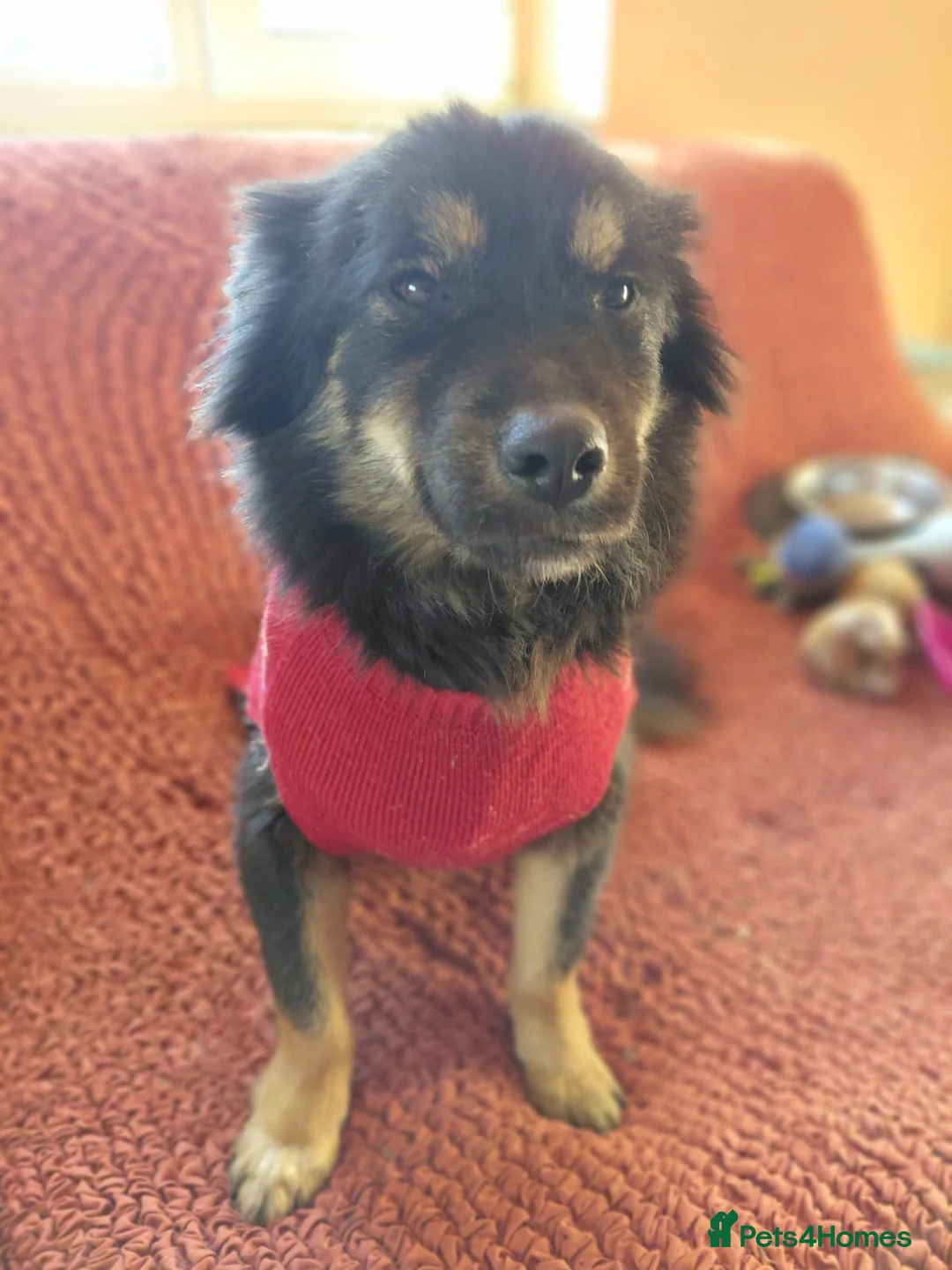 Mixed Breed dogs for adoption: ROBY, a superb puppy boy - for a Loving Home  - Advert 33