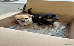 Chihuahua dogs for sale: 2 male puppies Ready to go  - Image 1