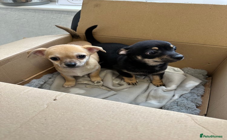 Chihuahua dogs - Advert 1