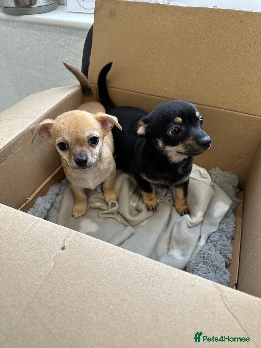 Chihuahua dogs for sale: 2 male puppies Ready to go  - Image 1