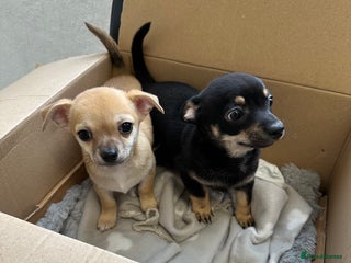 Chihuahua dogs - Advert 3