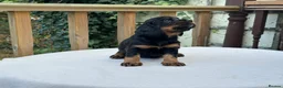 Cocker Spaniel dogs for sale: Working cocker spaniel puppies for sale - Advert 12