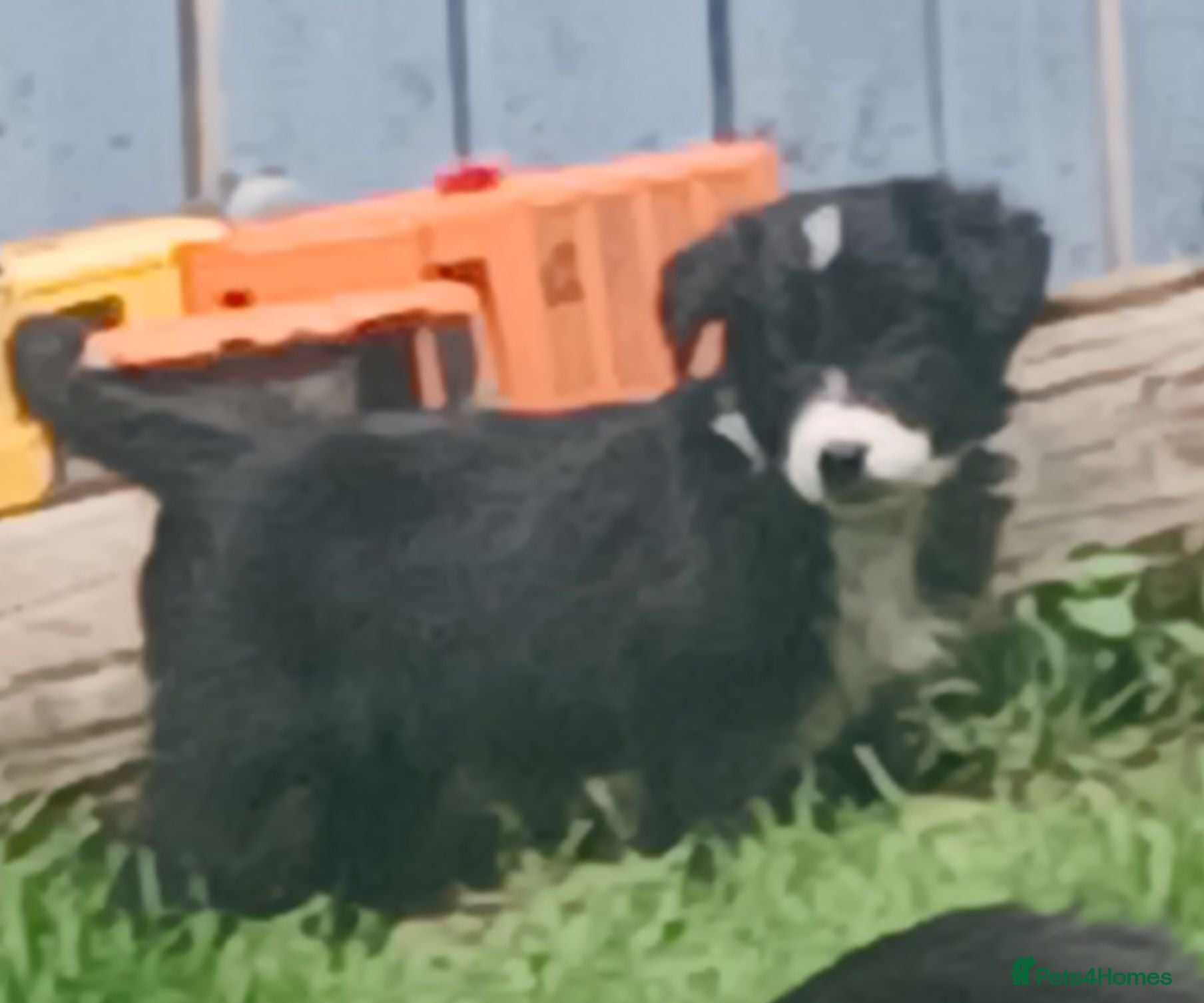 Border Collie dogs Beautiful collie pupa - Advert 18