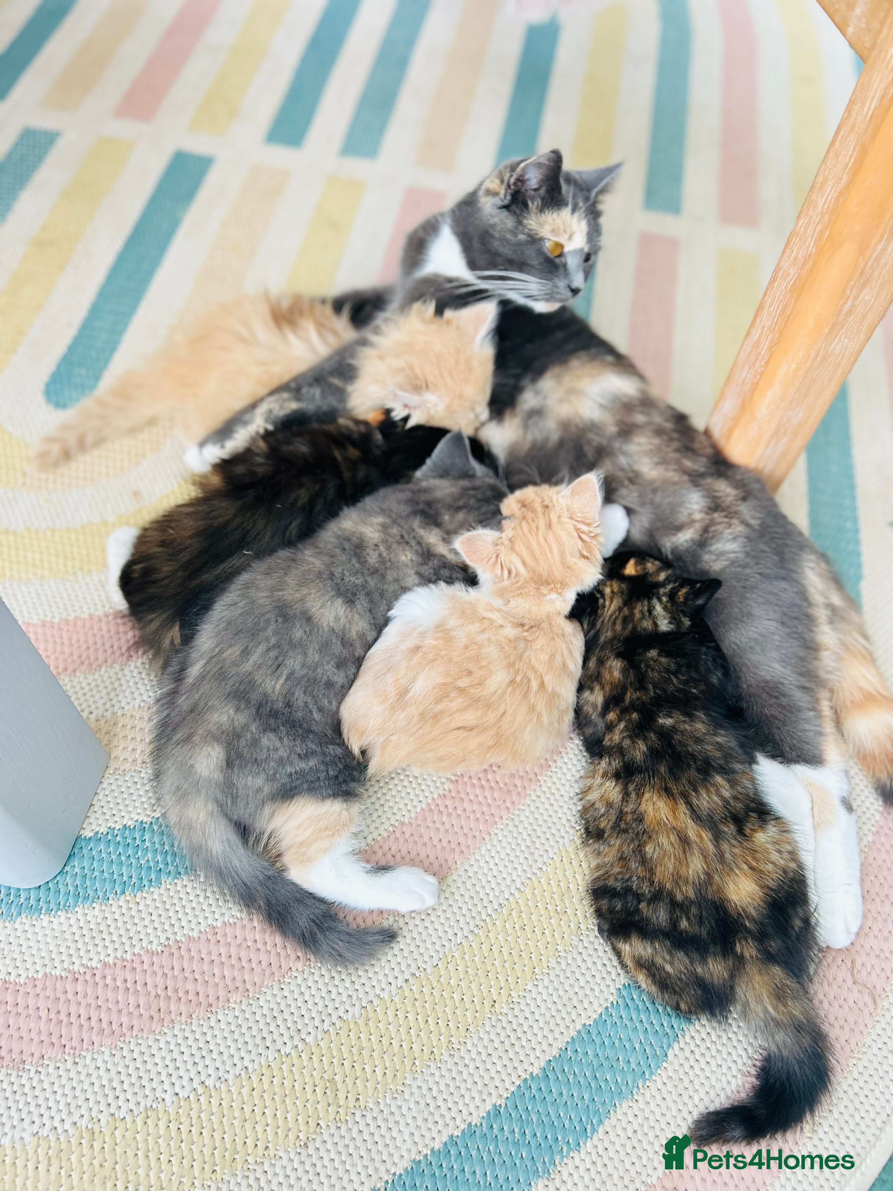 British Shorthair cats British Shorthair / Ragdoll kittens - Ready Now - Advert 1