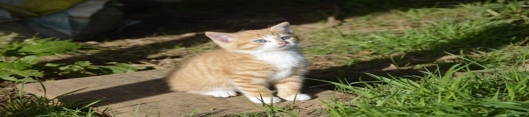 Mixed Breed Kitten 1