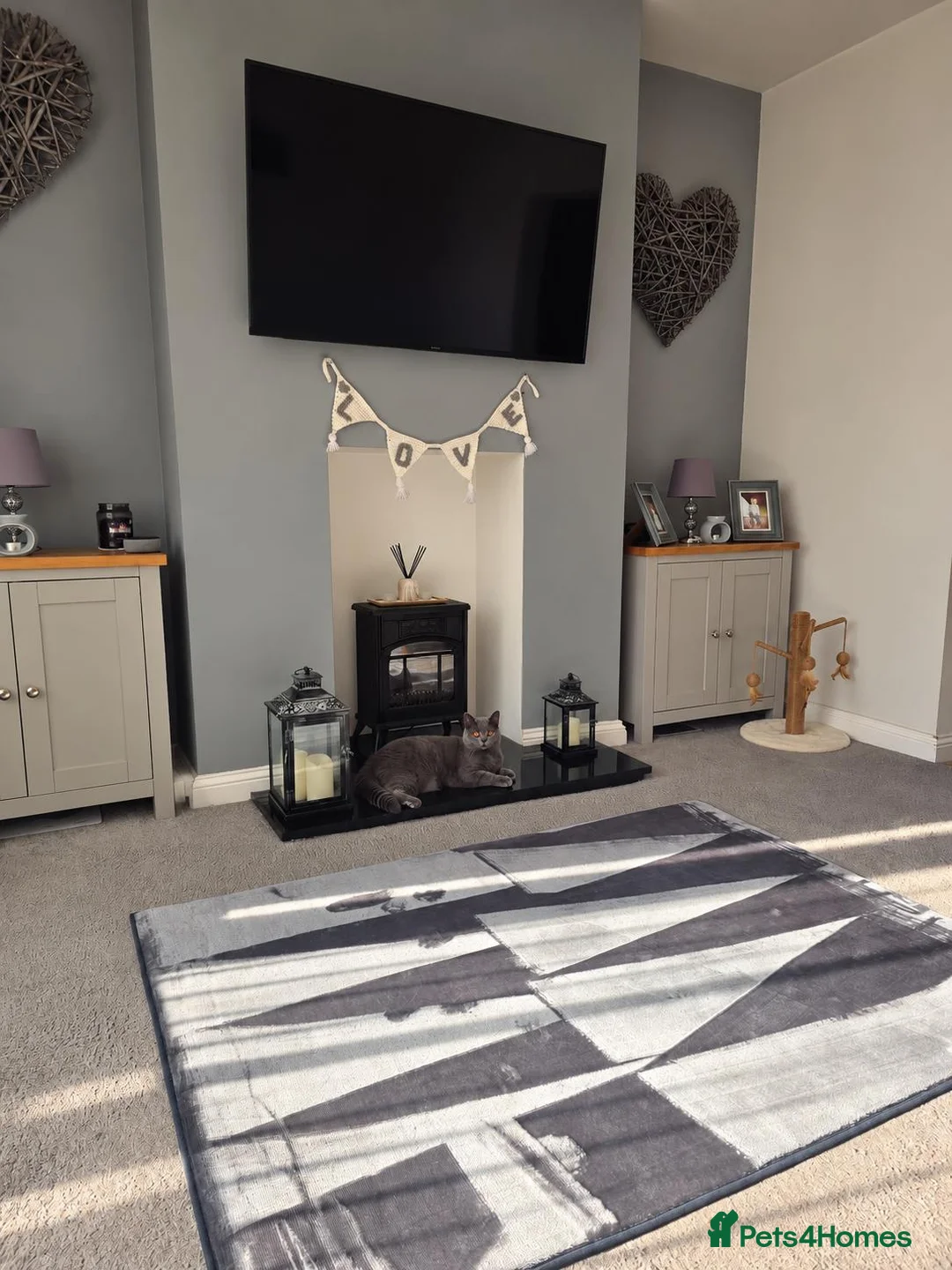 British Shorthair cats for sale: Stunning Full British Shorthair Kittens Available - Advert 14