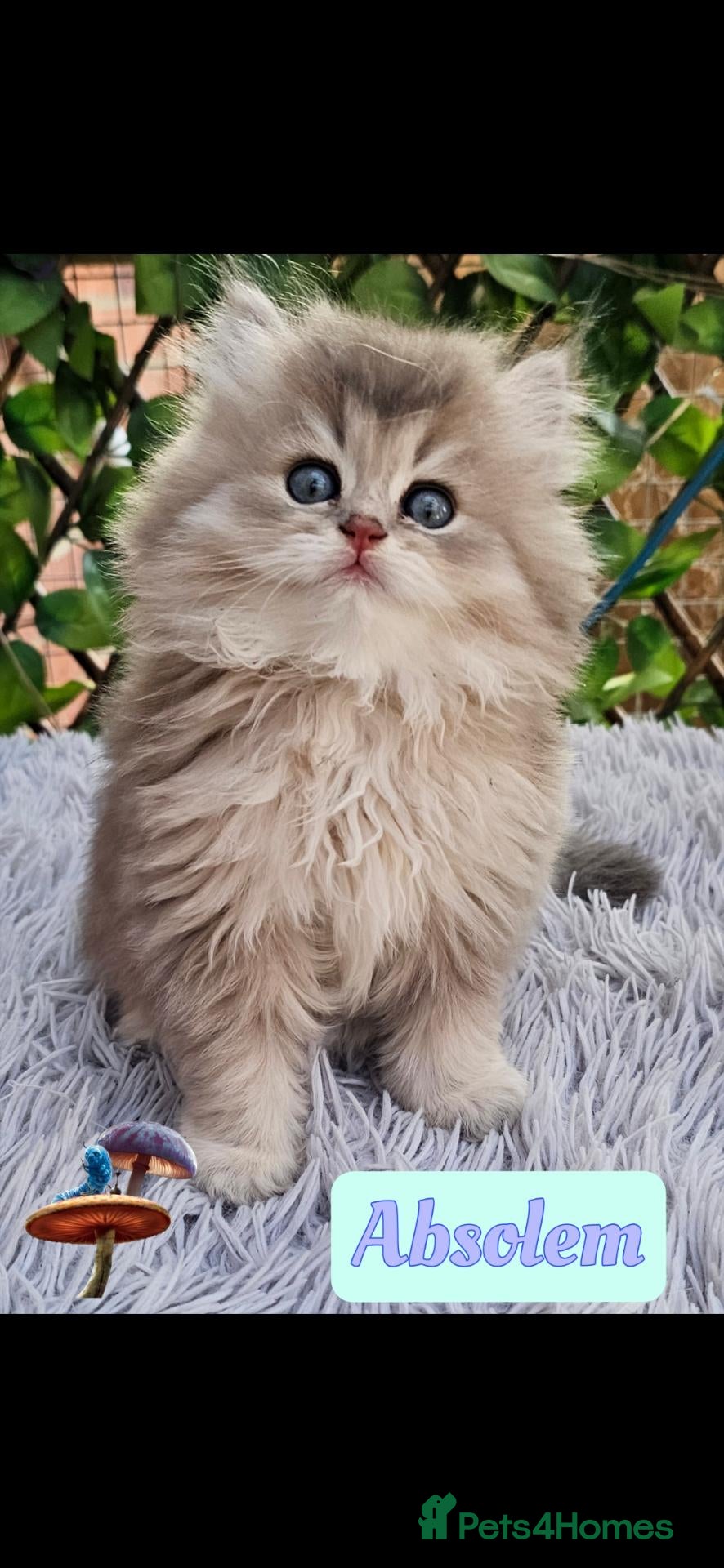 British Longhair cats ✨️🧸 Stunning Babies, GCCF Registered ✨️🧸 - Advert 2