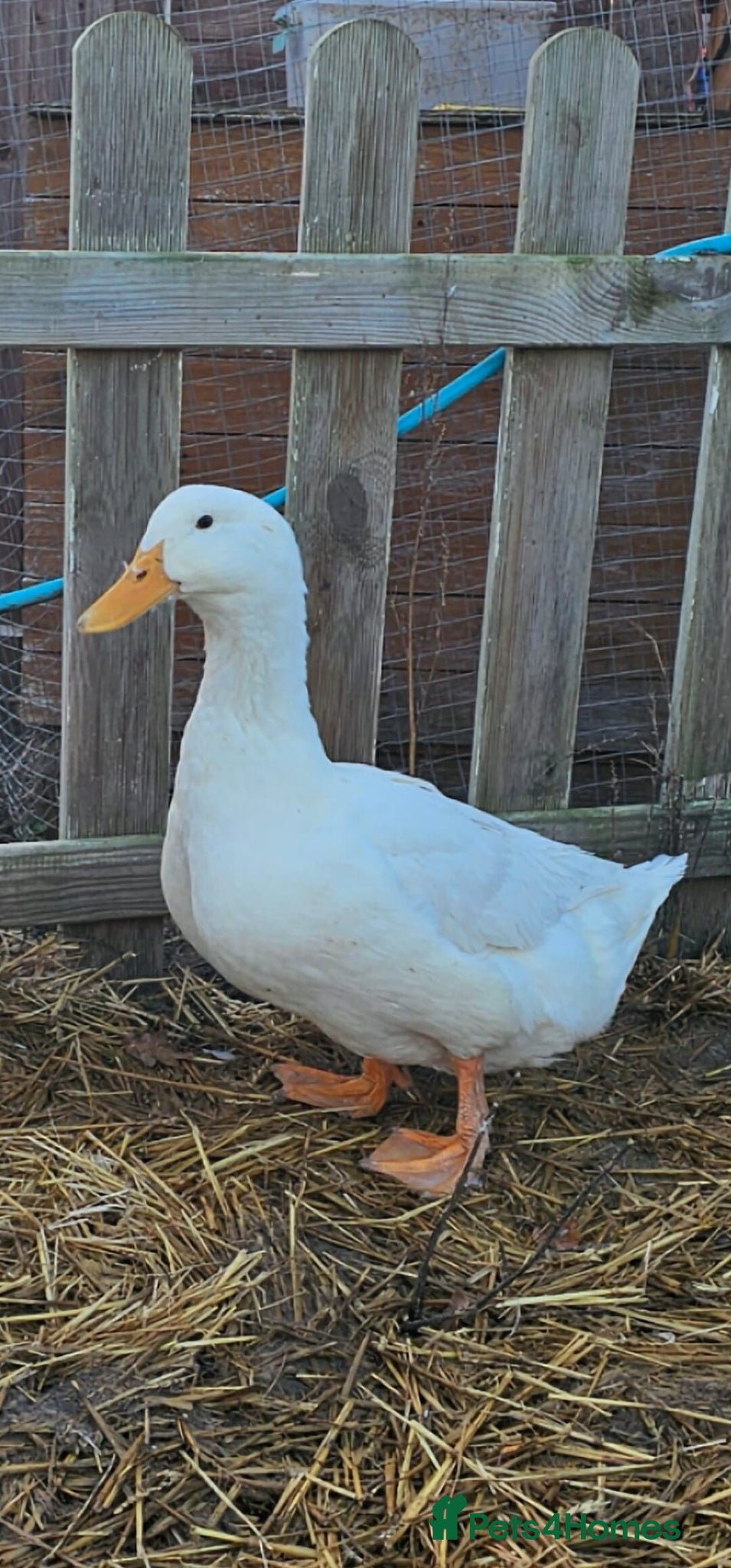 Ducks poultry for sale: 8 ducks for sale - Advert 4