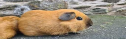 Guinea Pig rodents for sale: Californian male guinea pigs  - Advert 6