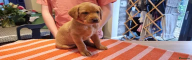 Labrador Retriever 4