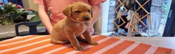 Labrador Retriever dogs for sale: Fox Red Labrador Retriever puppies - £1,200. - Advert 4