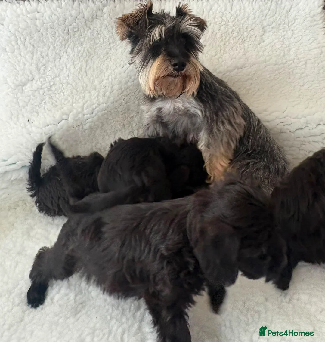 Schnoodle dogs for sale: Schnoodle puppies  - Advert 5