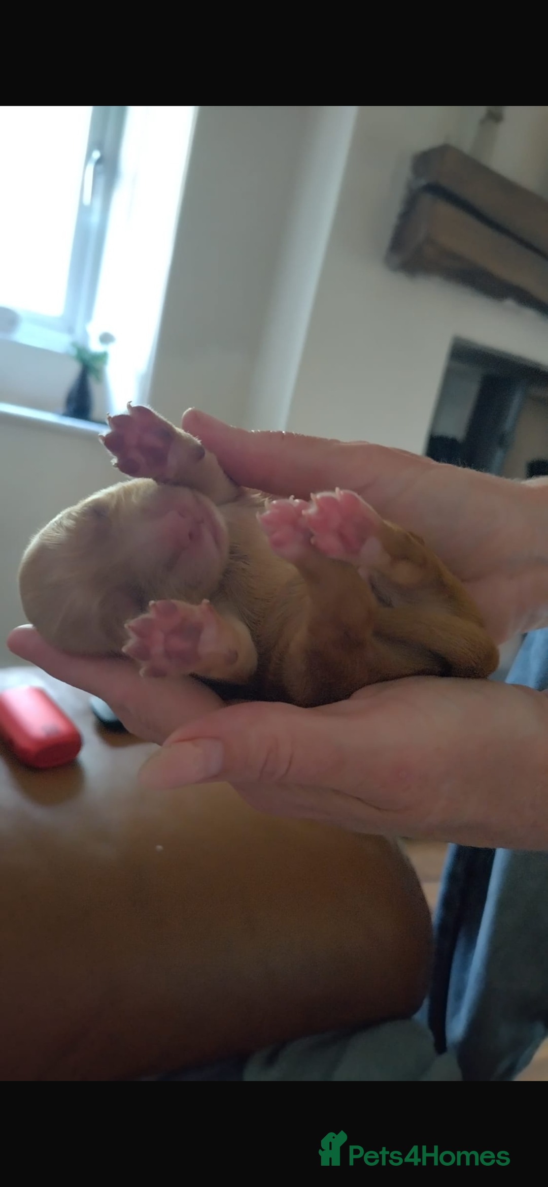 Cockapoo dogs for sale: 5 beautiful cockapoo’s  - Image 5