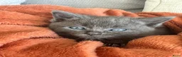 Ragdoll cats for sale: Ragdoll cross  in Spalding - Advert 2