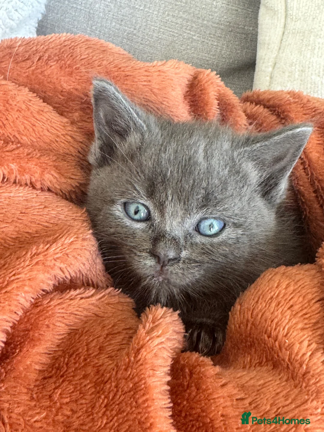 Ragdoll cats for sale: Ragdoll cross  in Spalding - Advert 2
