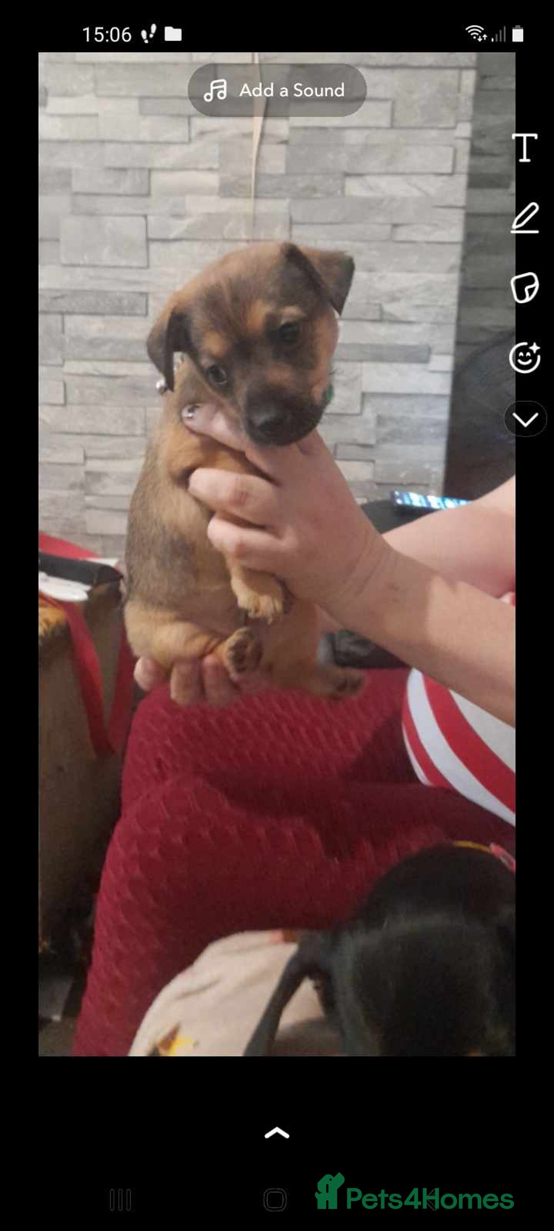 Mixed Breed dogs for sale: mixed breed for sale - Advert 4