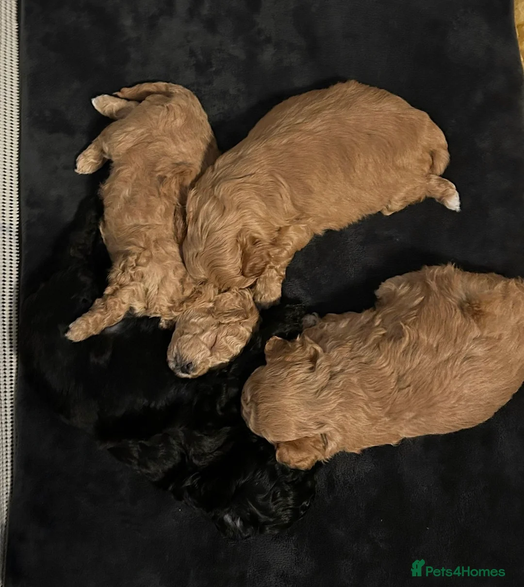 Lhasapoo dogs for sale: Lhasapoo pups (doodles) F1b  - Advert 20
