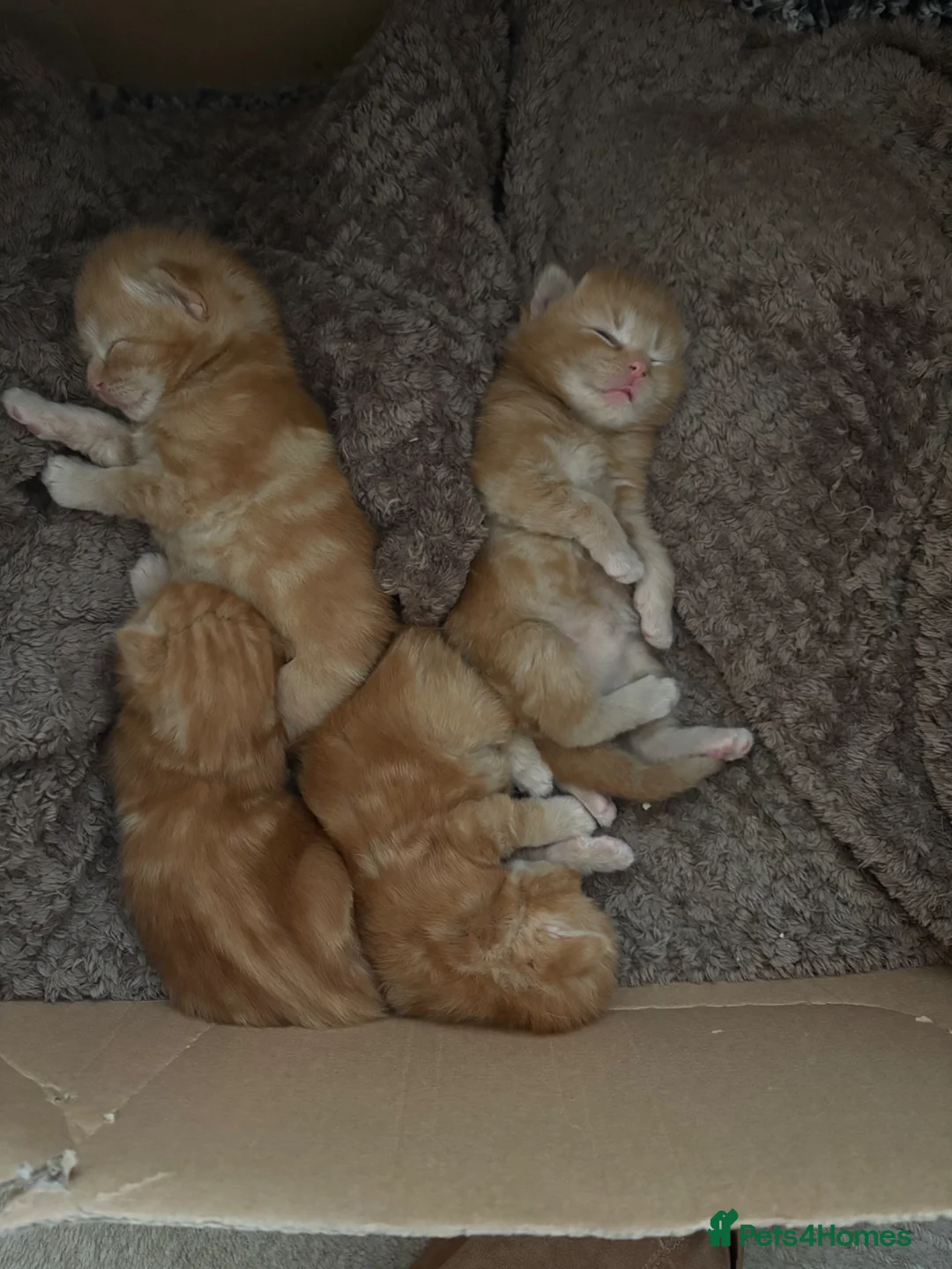 Mixed Breed cats for sale: Mixed Breed Kittens for sale - Advert 1
