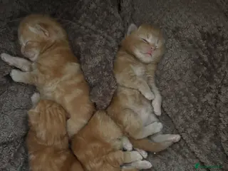 Mixed Breed cats Mixed Breed Kittens for sale - Advert 1