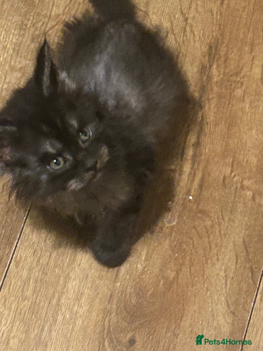 Maine Coon cats for sale: 8 beautiful mainecoon kittens for sale - Advert 27