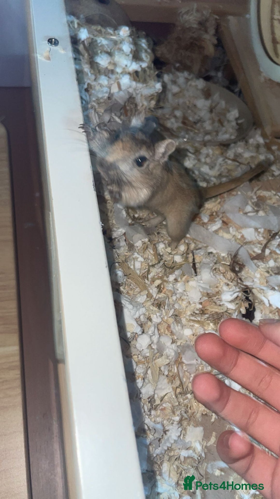 Gerbil rodents for sale: 2 Female Gerbils With Food, Cage, Accessories - Advert 3