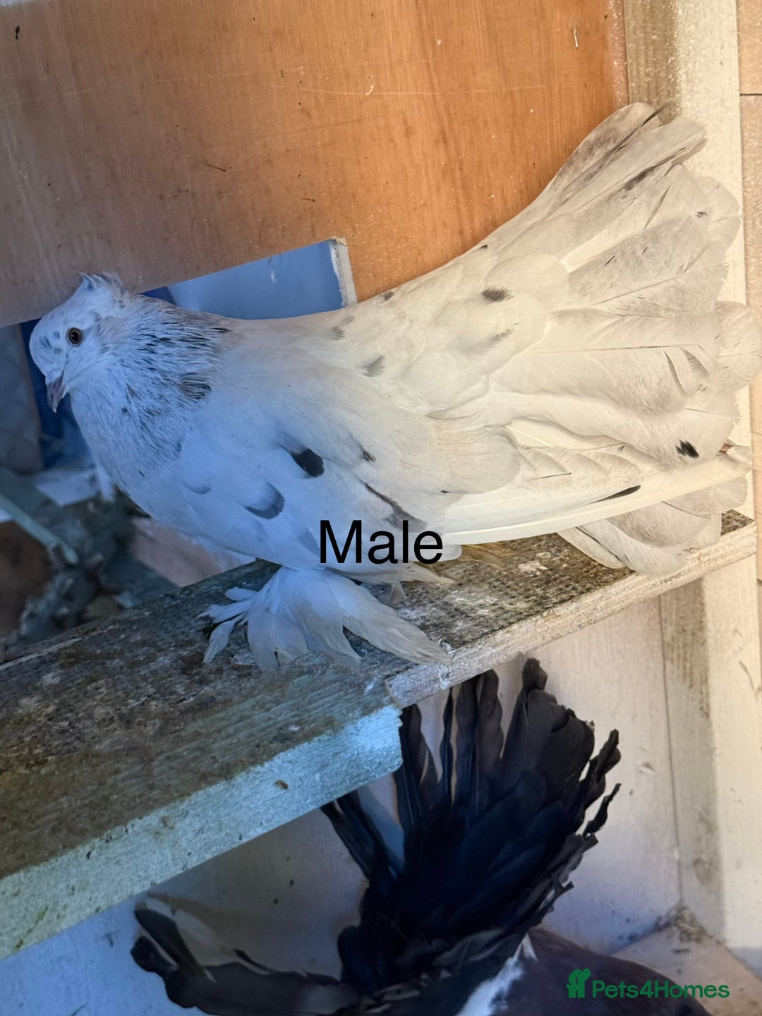 Pigeons birds for sale: 3 lovely males available. - Advert 2