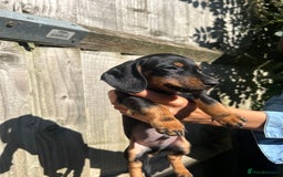 Dachshund dogs for sale: Gorgeous Black and Tan Dachshund Puppies - Image 5