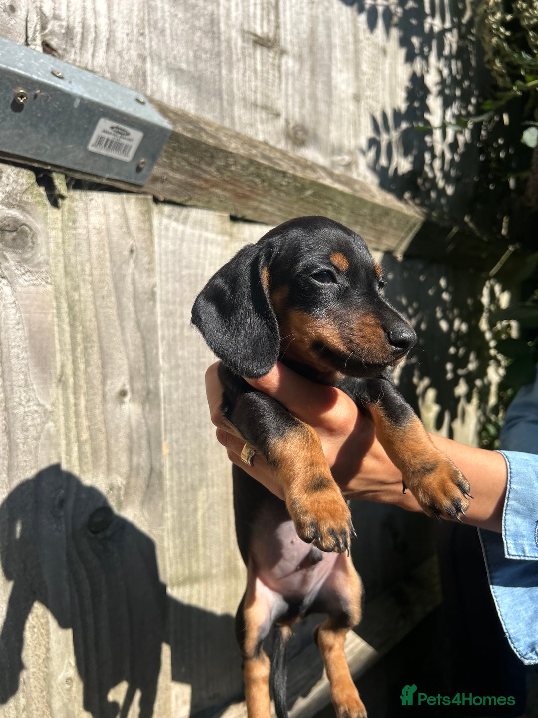 Dachshund dogs for sale: Gorgeous Black and Tan Dachshund Puppies - Image 5