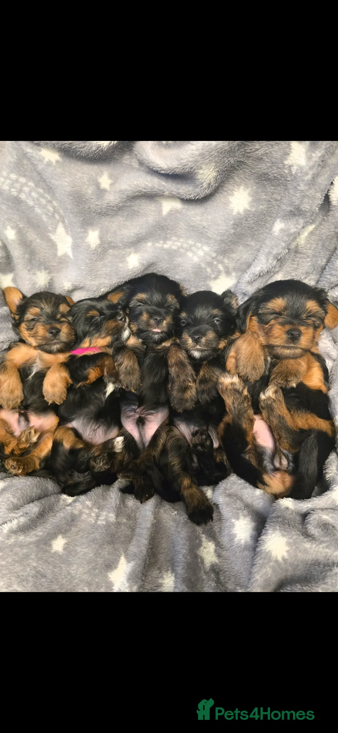 Yorkshire Terrier dogs for stud: Yorkshire terrier briewer  - Advert 6