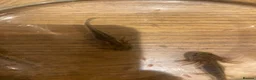 Axolotl reptiles for sale: Axolotls - white and wild grey in Bradford - Advert 3
