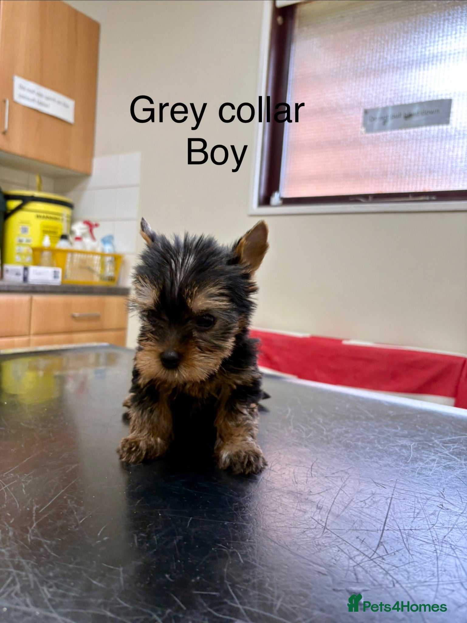 Yorkshire Terrier dogs Beautiful Yorkshire terrier puppies  - Advert 6