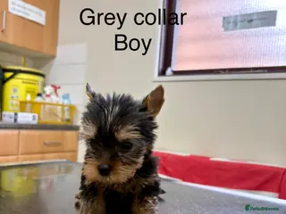 Yorkshire Terrier dogs Beautiful Yorkshire terrier puppies - Advert 6