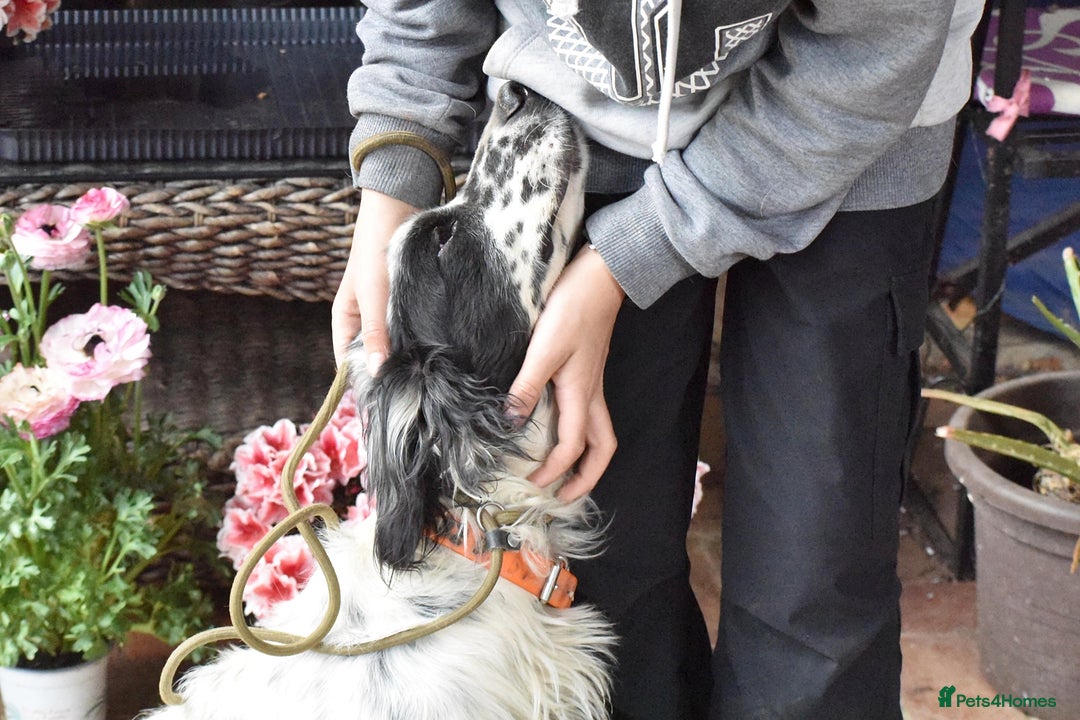English Setter dogs for adoption: Guay  - Image 8