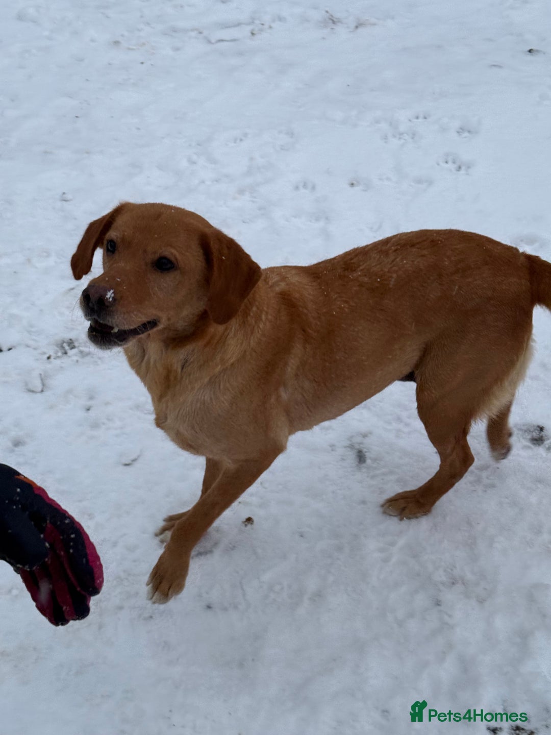 Labrador Retriever dogs for sale: Stunning litter of Fox Red & Yellow Labrador pups - Advert 6