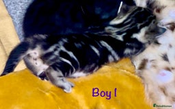 Bengal cats for sale: Gorgeous 5 Bengal-cross kittens - Image 9