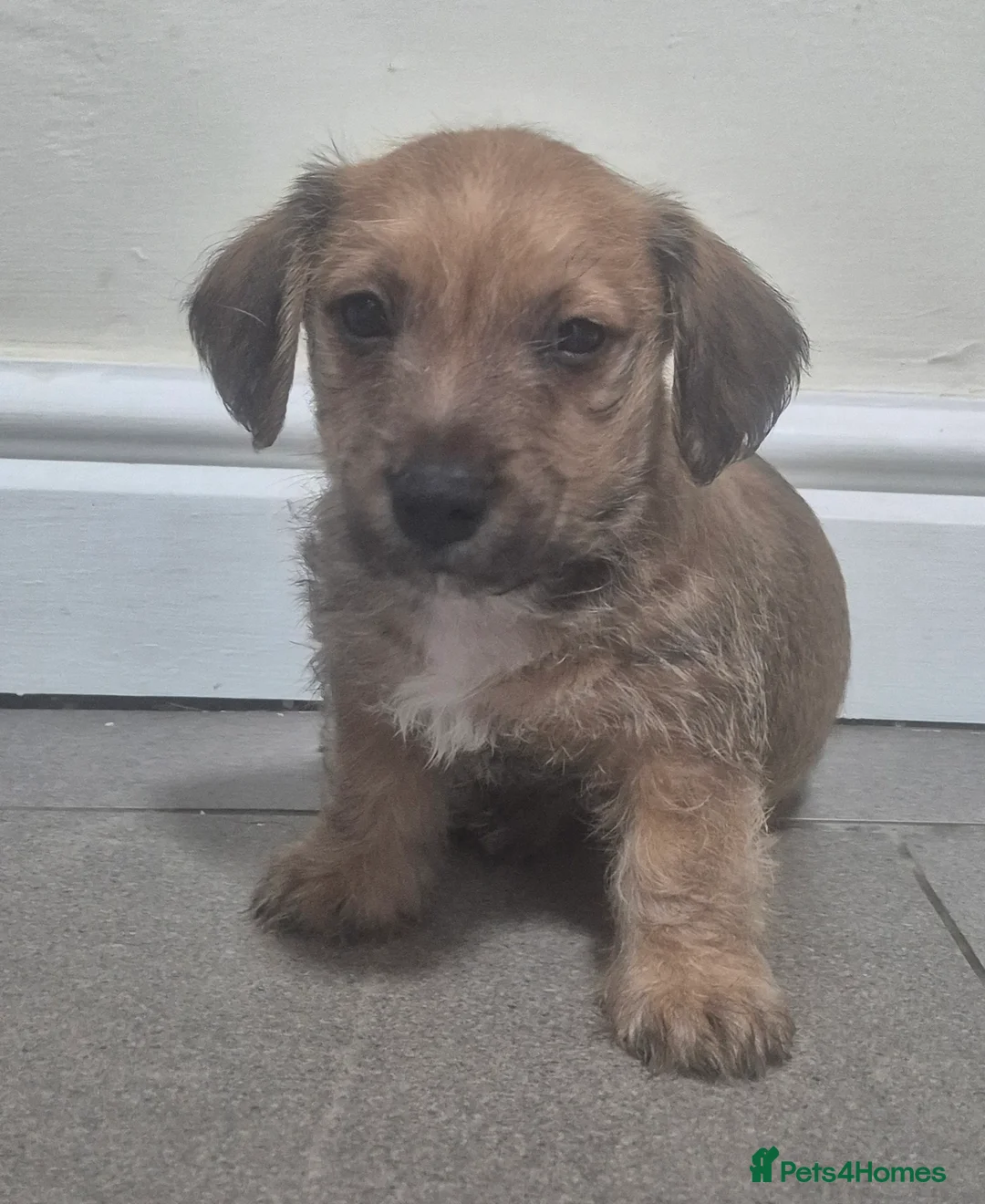 Jackapoo dogs for sale: Jackapoo type pups - Advert 15