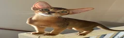 Abyssinian cats for sale: TICA 5* pedigree Abyssinian Kittens  - Advert 14