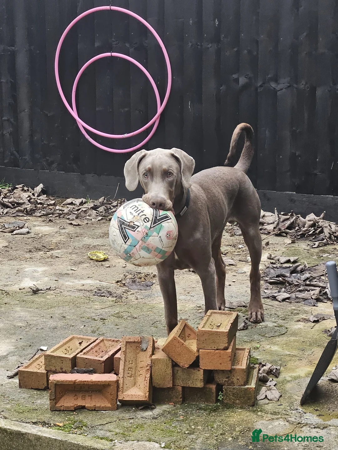 Dobermann dogs for sale: Playful and loving Doberman Ready for Adoption - Advert 1