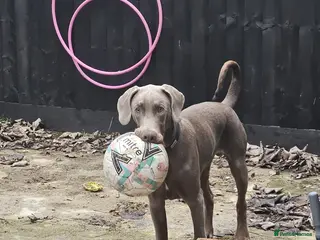 Dobermann dogs Playful and loving Doberman Ready for Adoption - Advert 7