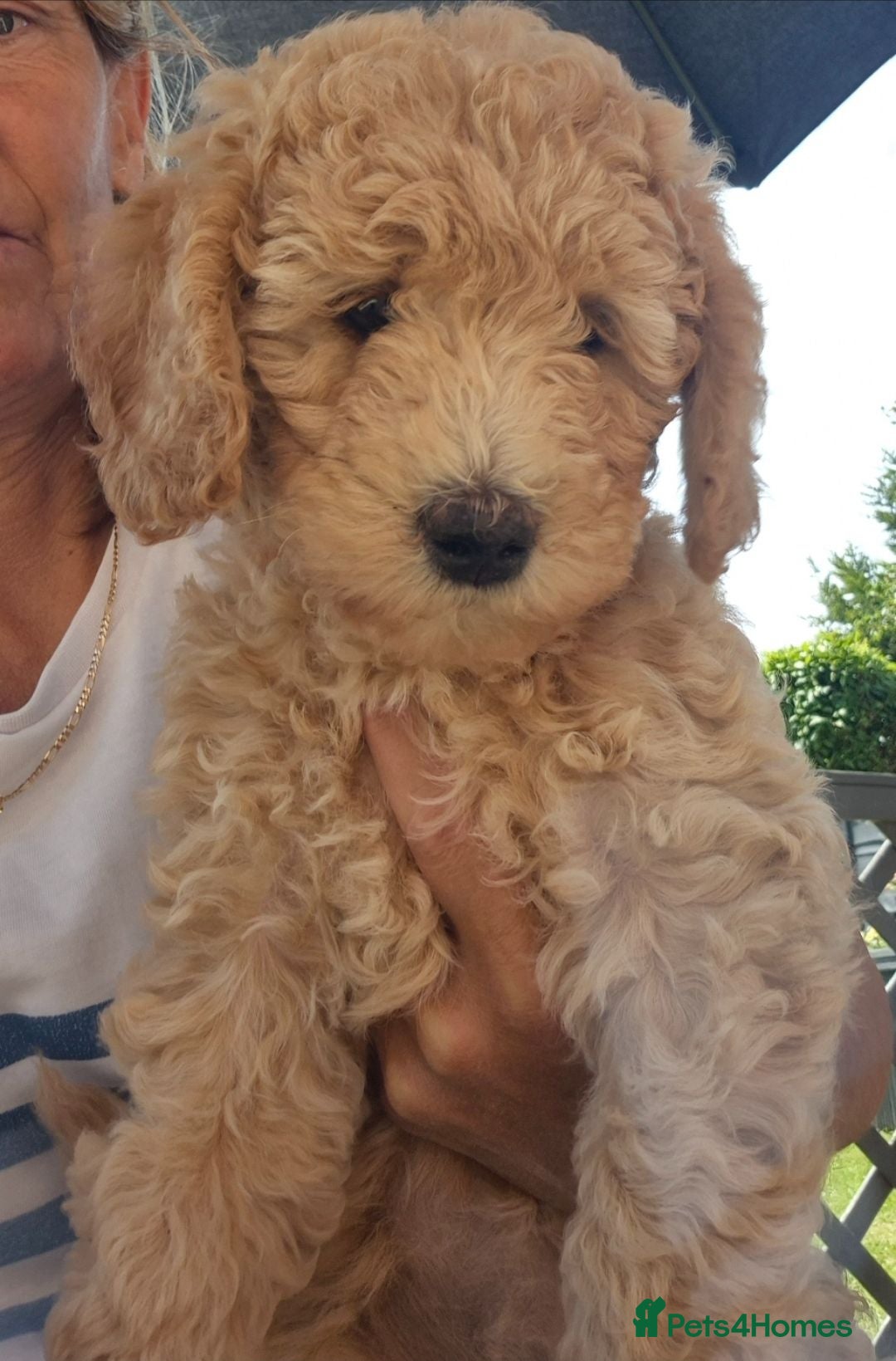 Labradoodle dogs Multi generation miniature Labradoodle - Advert 1