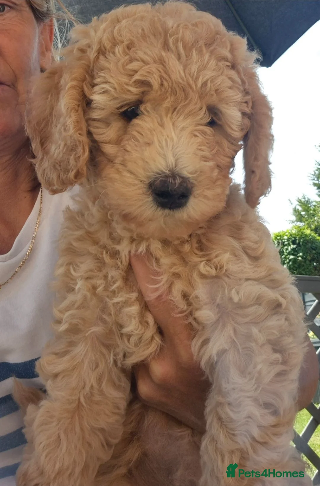 Labradoodle dogs for sale: Multi generation miniature Labradoodle - Advert 1